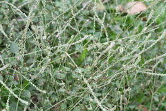 Achyranthes bidentata